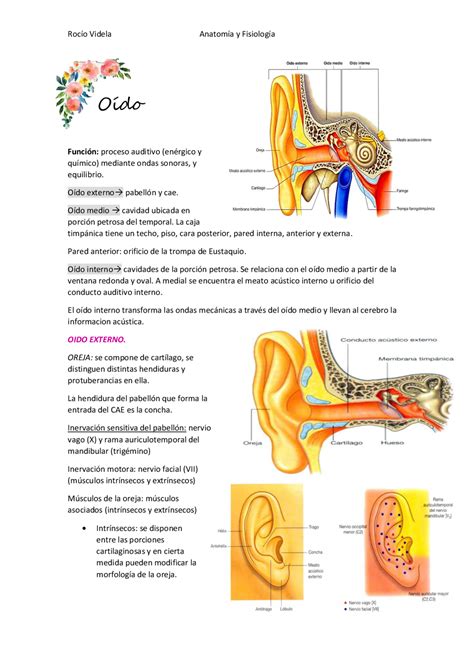 Oído anatomía y funcionamiento Study notes of Anatomy Docsity