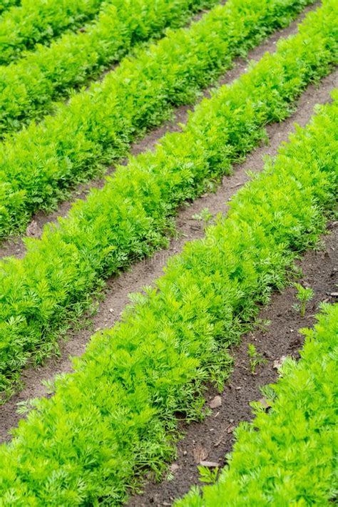 Campo Con Plantas De Zanahoria Verde Creciendo En Filas Foto De Archivo