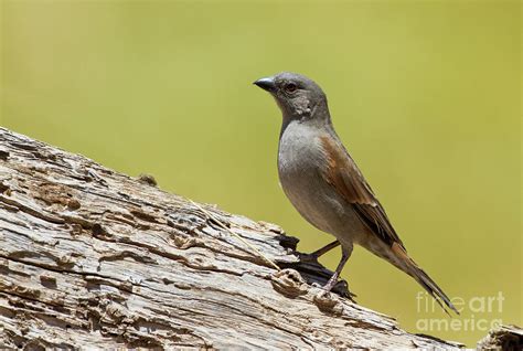 Northern Grey Headed Sparrow Passer Griseus X5 Photograph By Historic