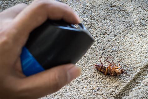 Le déclin des insectes