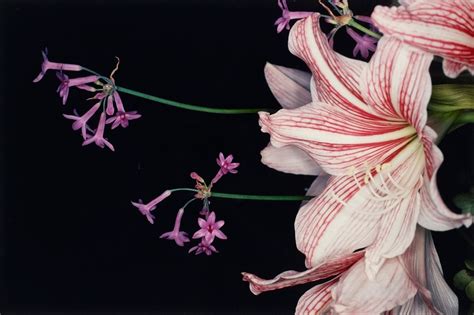 Nobuyoshi Araki Tokyo 1940 Ohne Titel Aus Der Serie Flowers Orchid