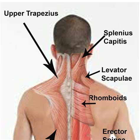 Levator Scapulae Press Firmly On Top Of Shoulder Up To The Side Of The