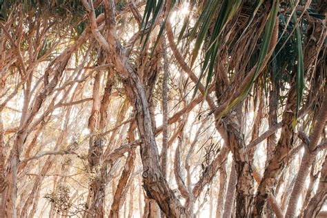 Climate Change Response Plan | Your Say Noosa