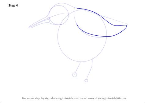 How To Draw Pectoral Sandpiper Birds Step By Step