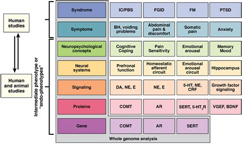 Genetic Approaches To Functional Gastrointestinal Disorders Gastroenterology