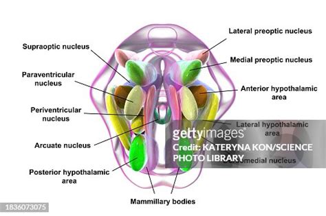 Hypothalamic Nuclei Illustration High-Res Vector Graphic - Getty Images