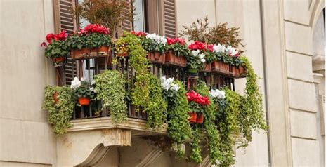 Kwiaty na balkon całoroczne 6 najlepszych propozycji di volio