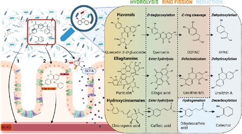 Main transformation reactions by gut microbiota of dietary... | Download Scientific Diagram