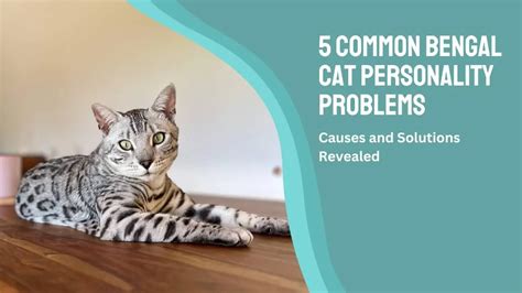 5 Common Bengal Cat Personality Problems: Solution Revealed