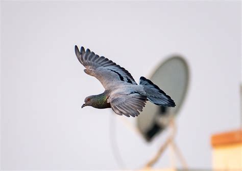 Free Images Beak Wing Feather Lari Tail Sky Seabird