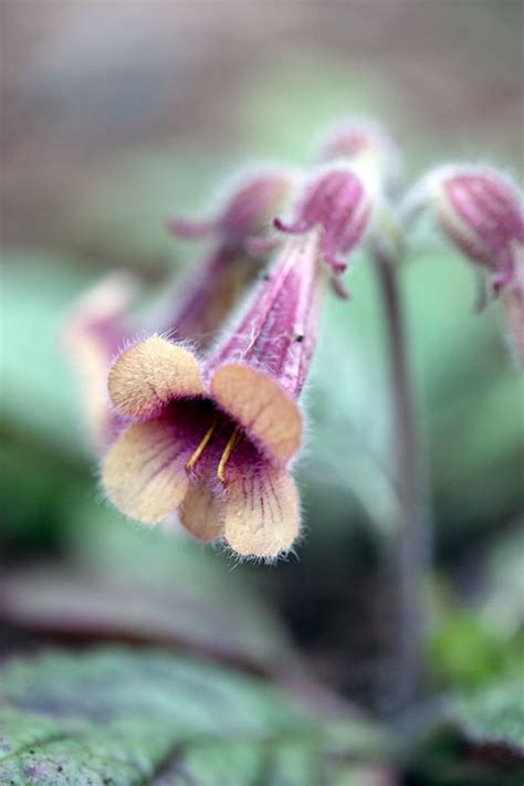 Rehmannia Glutinosa Flowers Foxglove Flower Garden