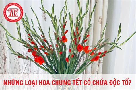 Những Loại Hoa Chưng Tết Nào Có Chứa độc Tố Công Ty Mua Lẳng Hoa Tươi