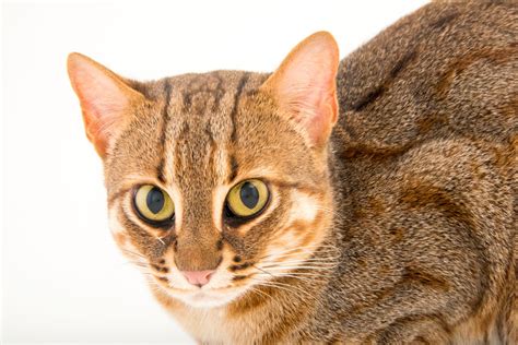 Rusty Spotted Cat Prionailurus Rubiginosus Phillips Joel Sartore