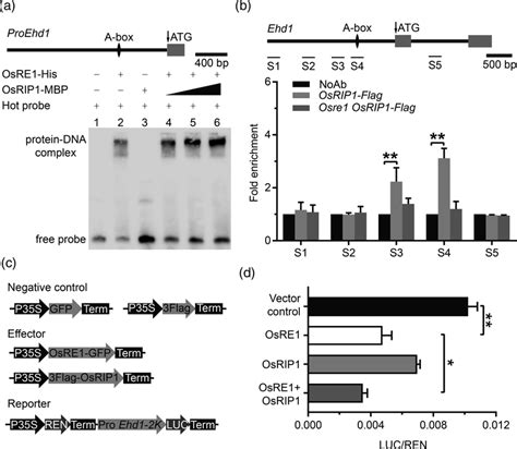 Osre Functions Cooperatively With Osrip To Negatively Regulate Ehd