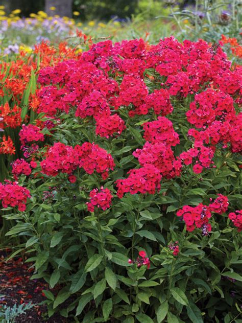 Tall Garden Phlox Varieties | Fasci Garden