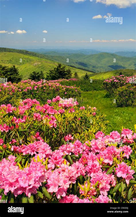 On Grassy Ridge Look At Jane Bald Roan Mountain Tennessee North