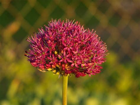 Garlic Flower Spring Free Photo On Pixabay