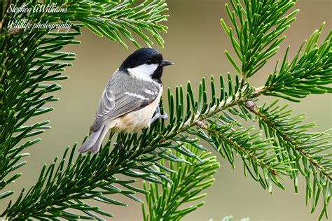 Coal Tit Smaller Than Many Other Tits Coal Tits Show A Pr Flickr