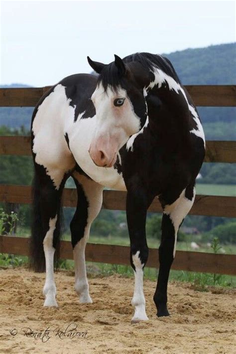 Black Overo Horse Standing by Wooden Fence