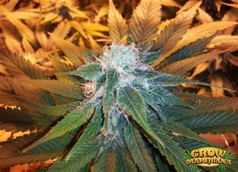 Purple Haze Seeds - Strain Review | Grow-Marijuana.com