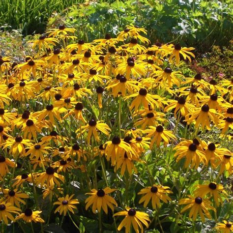 Gelber Sonnenhut Rudbeckia Fulgida Goldsturm Lichtnelke