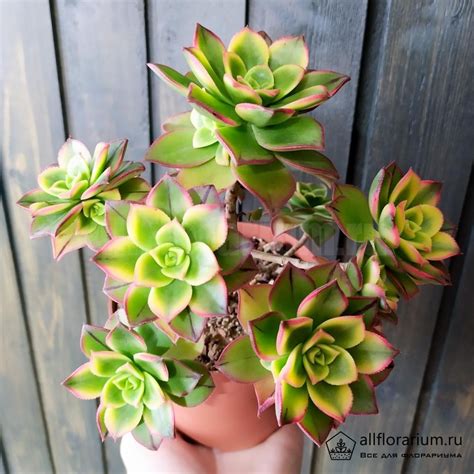 Aeonium Haworthii Dream Color Эониум Киви Aeonium Kiwi Купить в