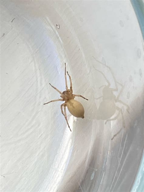 Help identifying this spider : r/spiders 