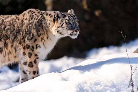 🔥 100 Animals In Snow Wallpapers Wallpapersafari