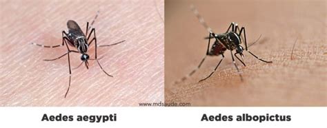 Morfologi Aedes Albopictus Fa Male Hot Sex Picture