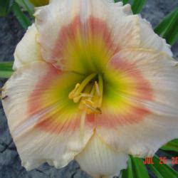 Daylily Hemerocallis Siloam Ethel Smith In The Daylilies Database