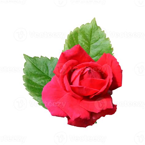 Red Rose Bouquet Flower 21168542 Png