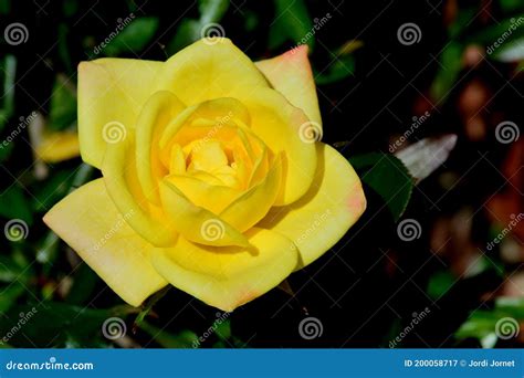 The Yellow Red Rose Stock Image Image Of Genus Design 200058717