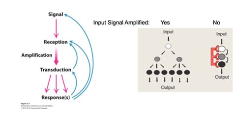 Chapter 13 Signal Transduction Pathway Flashcards Quizlet