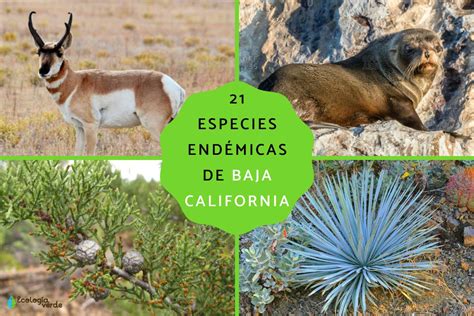 Especies Endemicas De Baja California Hot Sex Picture