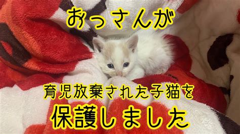 【おっさんと子猫】育児放棄された子猫を保護した Youtube