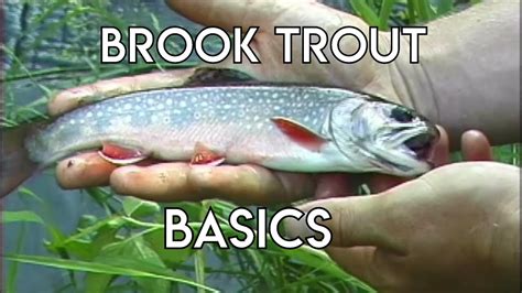 Brook Trout Basics The New Fly Fisher