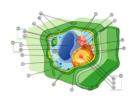 Plantaardige Cel Diagram Quizlet