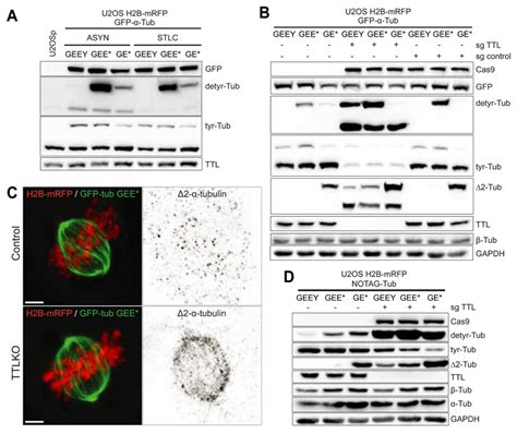 Dissecting The Role Of The Tubulin Code In Mitosis Abstract Europe Pmc