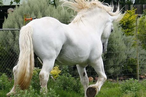 Bay Percheron Horse