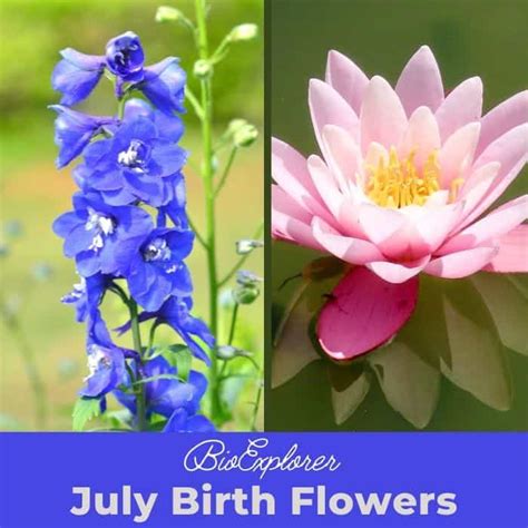 July Birth Flowers | Larkspur and Water Lily | Symbolism and Meaning