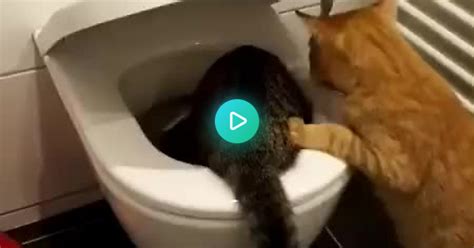 Toilet Games Album On Imgur