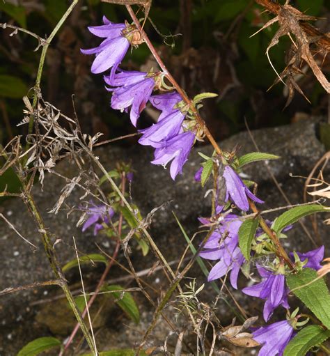 Campanula Rapunculoides Creeping Bellflower