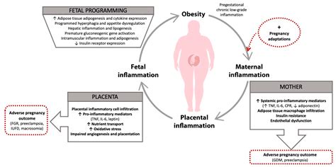 Ijms Free Full Text Maternal Low Grade Chronic Inflammation And