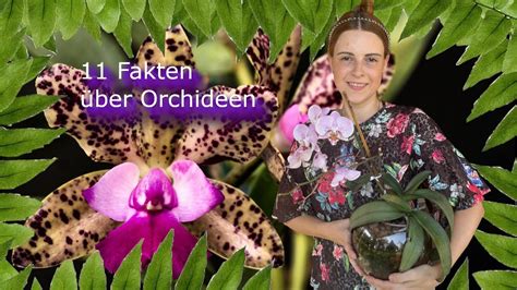 Fakten Ber Orchideen Youtube