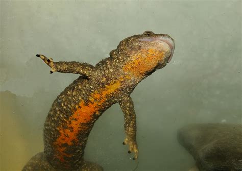 Calotriton des Pyrénées Pyrenean newt Calotriton asper Flickr