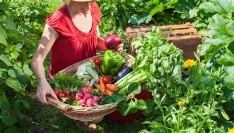 Horta Em Casa Como Cultivar Seus Pr Prios Vegetais E Ervas