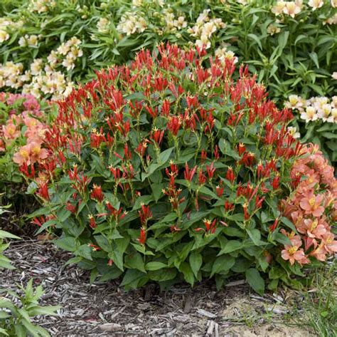 Spigelia Marilandica Ragin Cajun Indian Pink Sugar Creek Gardens