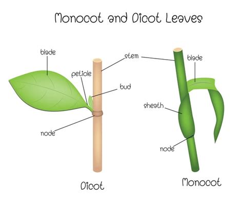 97 Dicot Leaf Anatomy Images, Stock Photos, 3D objects, & Vectors ...