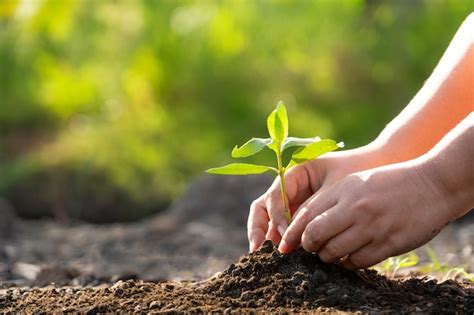 Manos Humanas Que Plantan Un Rbol Verde Joven Salvar El Mundo Y El