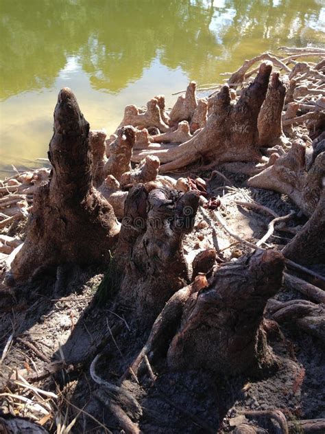 Taxodium Distichum Bald Cypress Tree Knees And Roots Next To Water